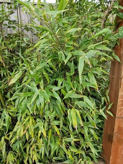 Is Bamboo the Next Japanese Knotweed? 2 Closeup Of Dense Bamboo Growth