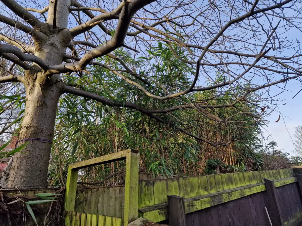 Is Bamboo the Next Japanese Knotweed? 1 Dense Bamboo Growing In Neighbouring Garden scaled 1