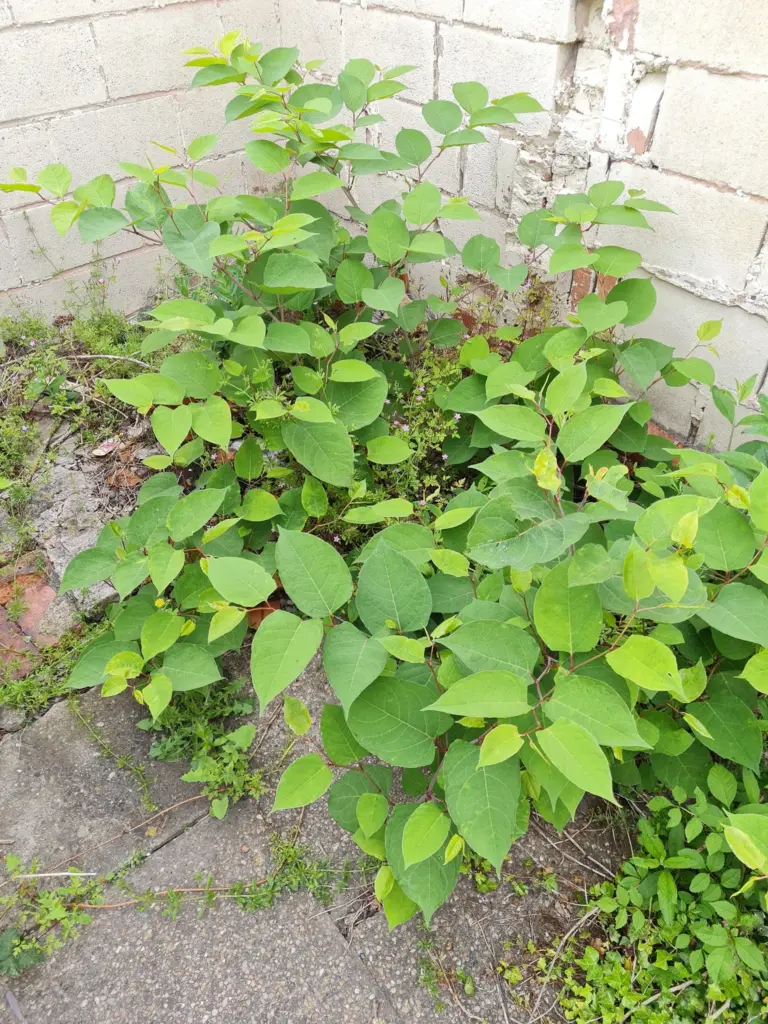 Japanese Knotweed: A Formidable Invasive Plant 2 Dowdal Surveying Finds Active Japanese Knotweed Growth