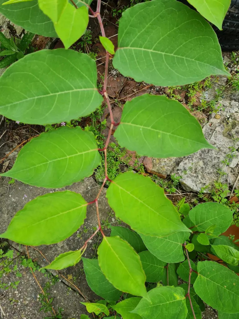 Japanese Knotweed: A Formidable Invasive Plant 1 Dowdall Surveying Showing Closeup Of Japanese Knotweed