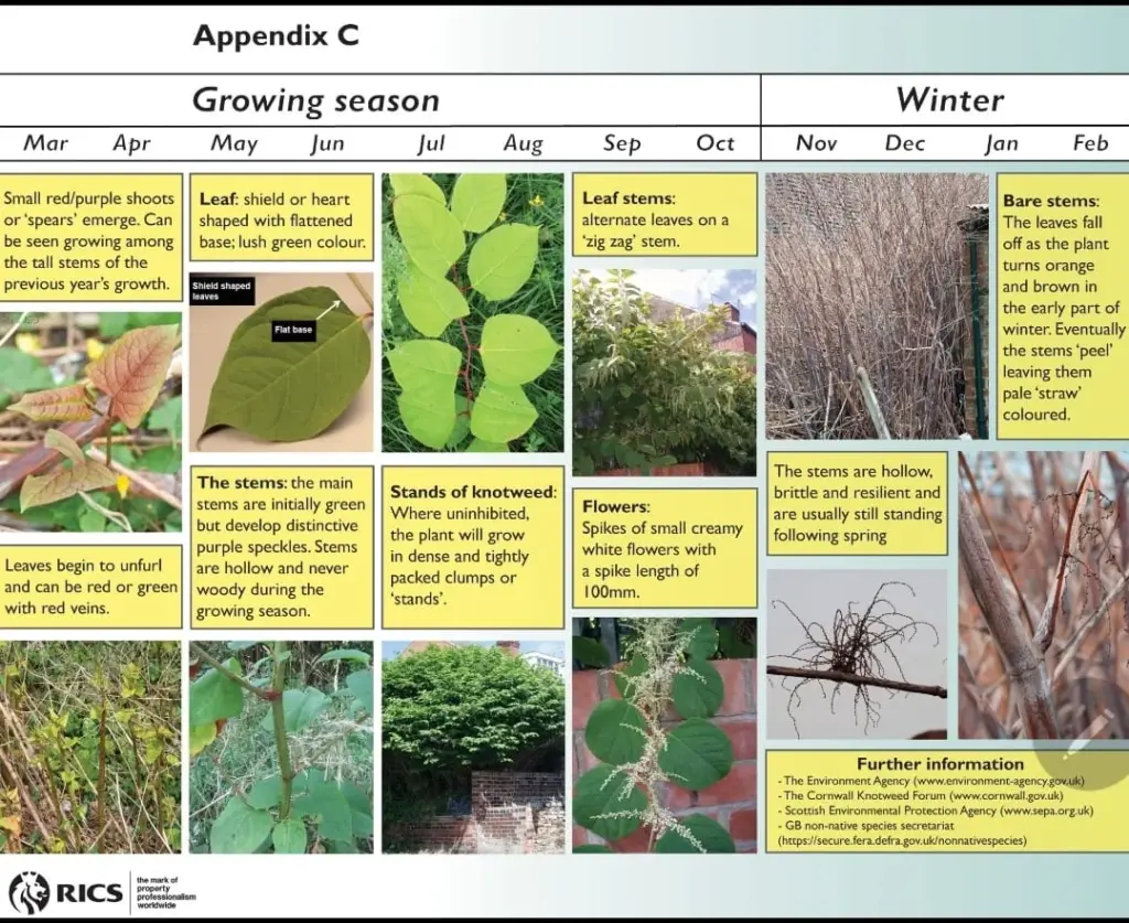Japanese Knotweed: A Formidable Invasive Plant 3 Seasonal Growth Chart For Japanese Knotweed